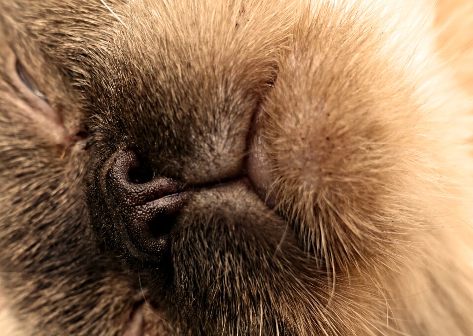 Cute mieze cat nose