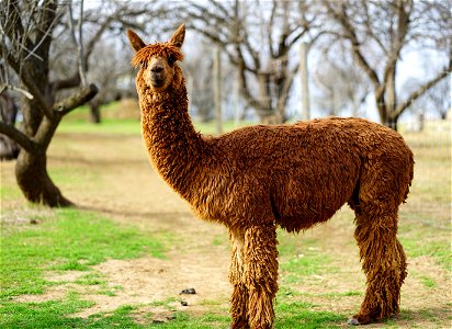 Alpaca Animal