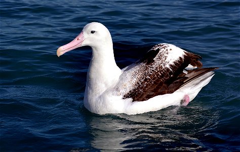 Wandering Albatross Bird photo
