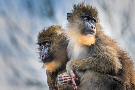 Mandrill Animal photo