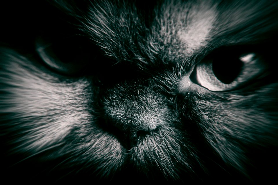 Persian Cat Animal