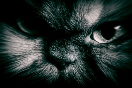 Persian Cat Animal