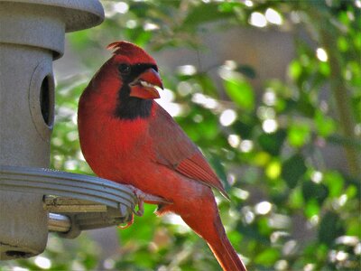 Natural bird feeder red photo