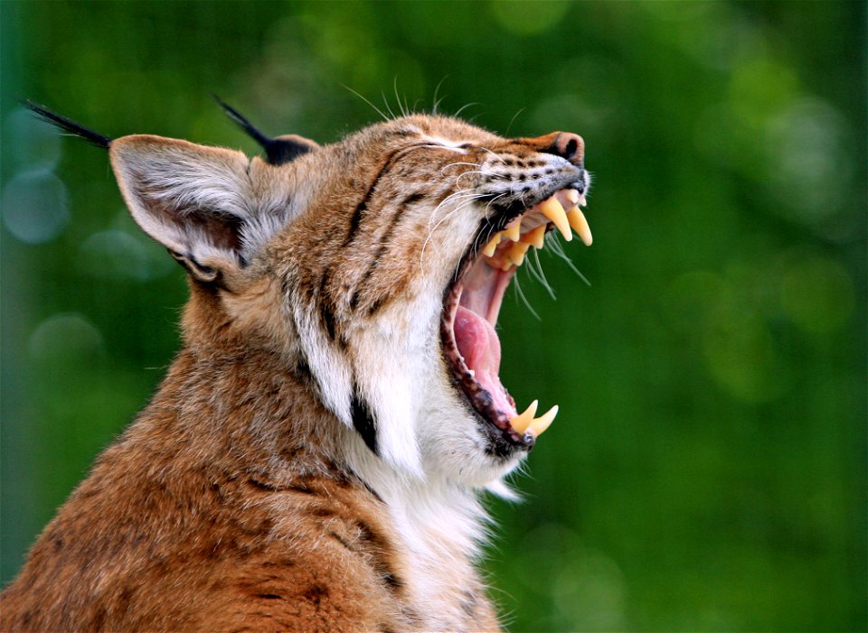 Lynx Animal Yawn photo