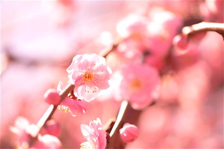 Japanese Apricot Blossoms photo