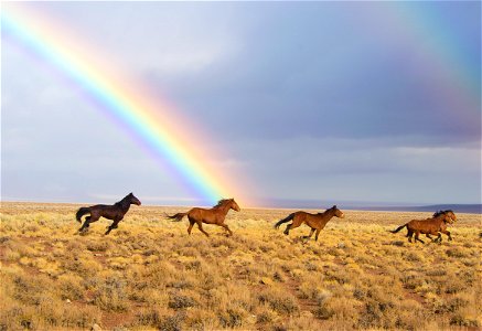Horses Rainbow