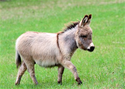 Donkey Animal photo