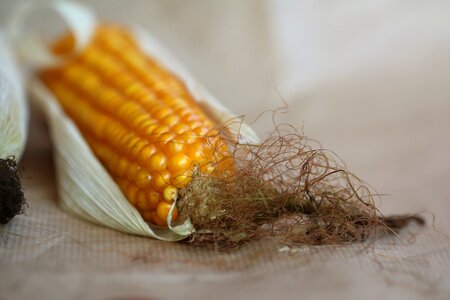 Cereals nature grain