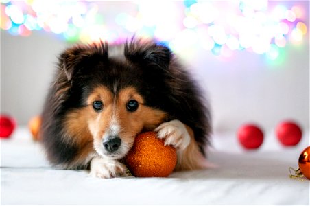 Collie Dog Animal photo