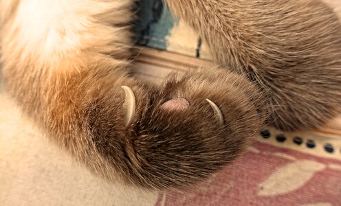 Foot animal cat paw photo