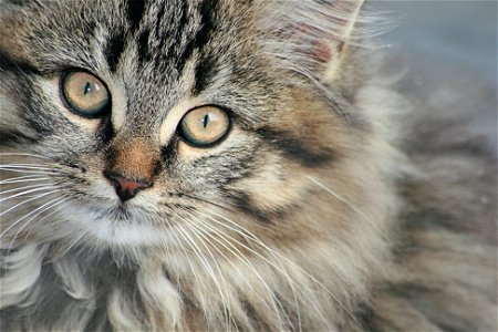 Norwegian Forest Cat
