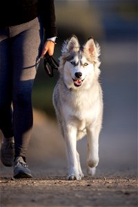 Siberian Husky Dog photo