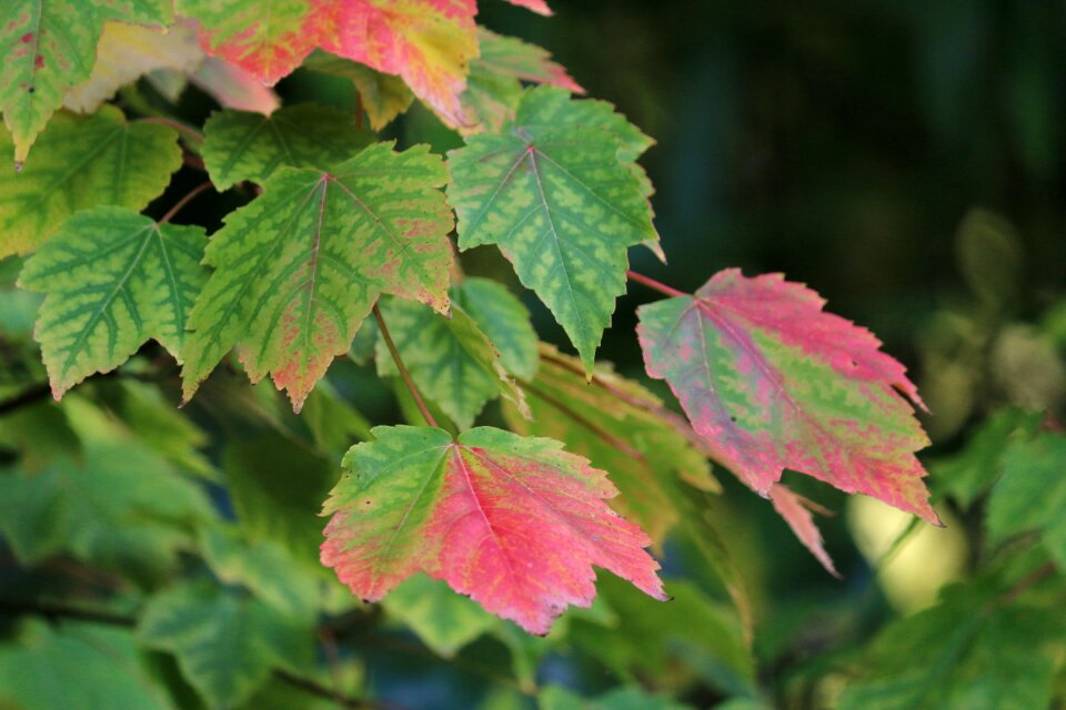 Leaves nature season