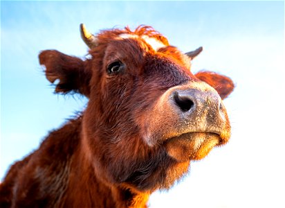 Cow Animal