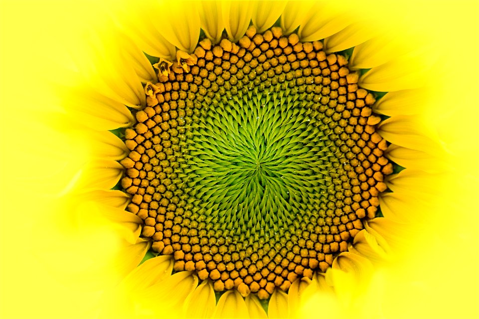 Sunflower Flower