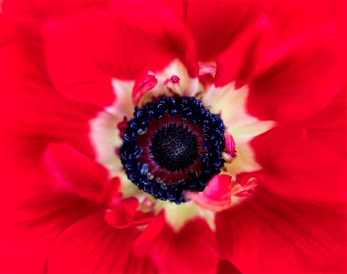 Poppy Anemone Flower