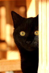 Black Cat Animal photo