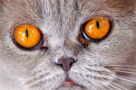 British Shorthair Cat