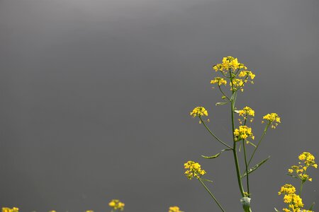 Colorful yellow spring