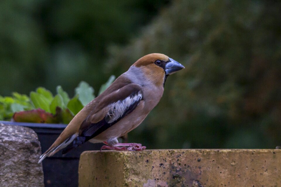Finch short beak brown