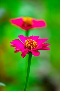 Flower pink flower plant