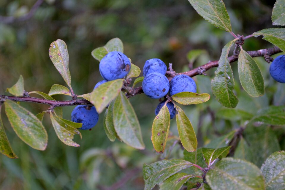 Foliage nature grow