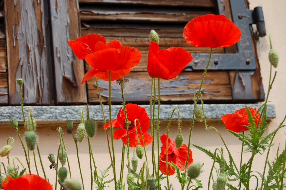 Poppies nature poppy red