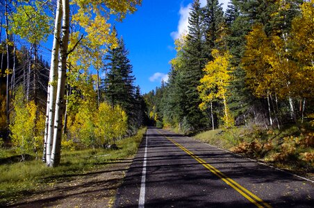 Aspens leaves autumn photo