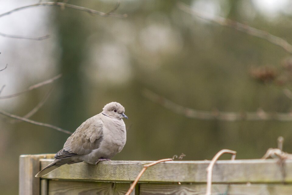 Bird nature sitting