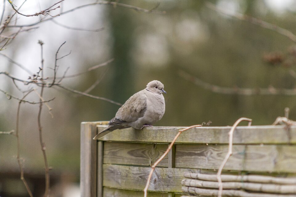 Bird nature sitting