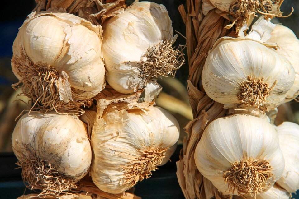 Medicinal plant allium vegetables