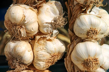 Medicinal plant allium vegetables