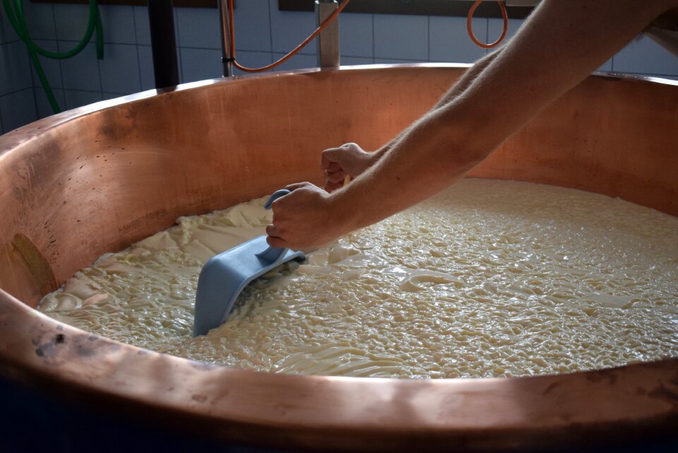 Cheese manufacturing milk