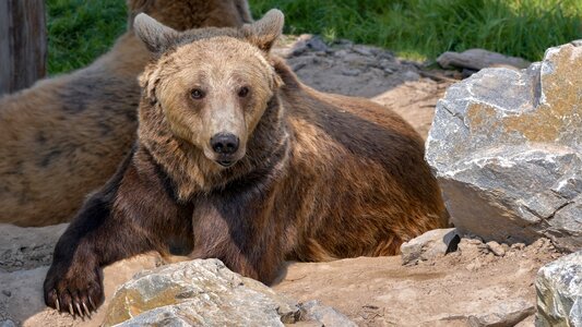 Animal wild carnivore