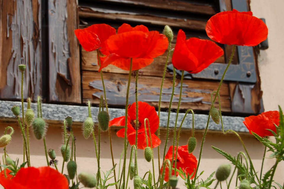 Poppies nature poppy red
