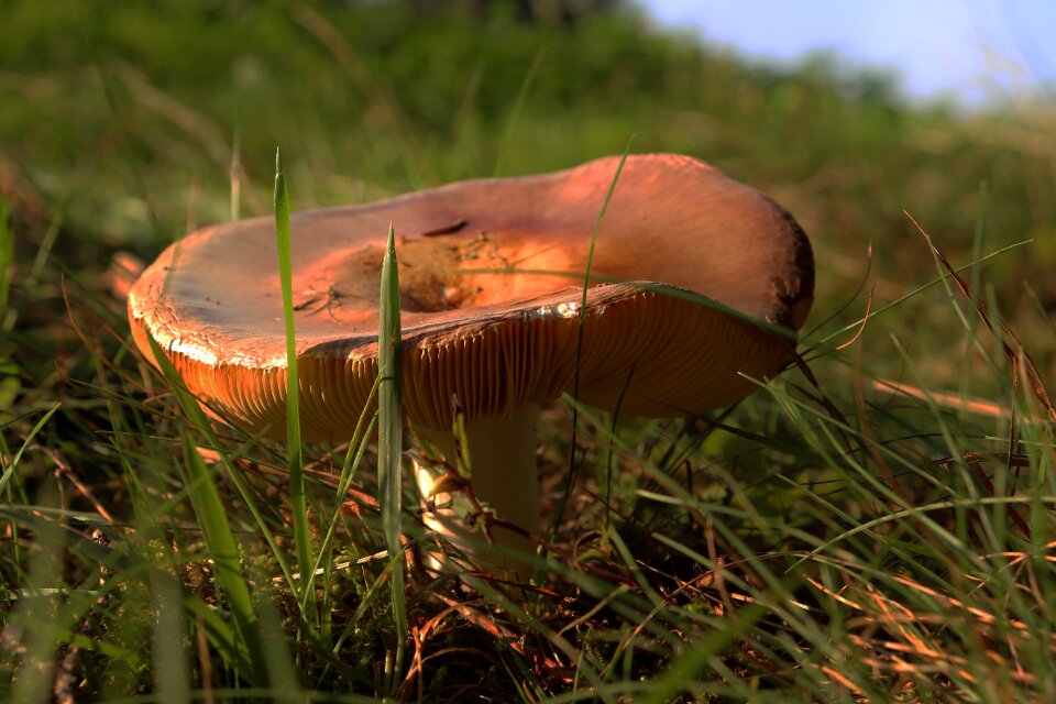 Nature forest mushroom disc fungus