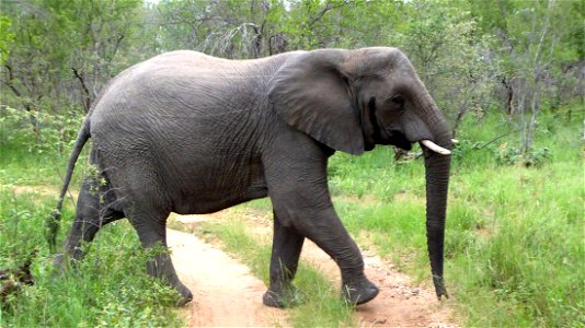 Elephant Animal photo