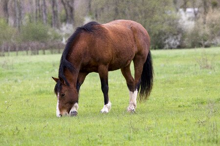 Grazing mare filly