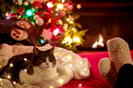 Cat Christmas photo