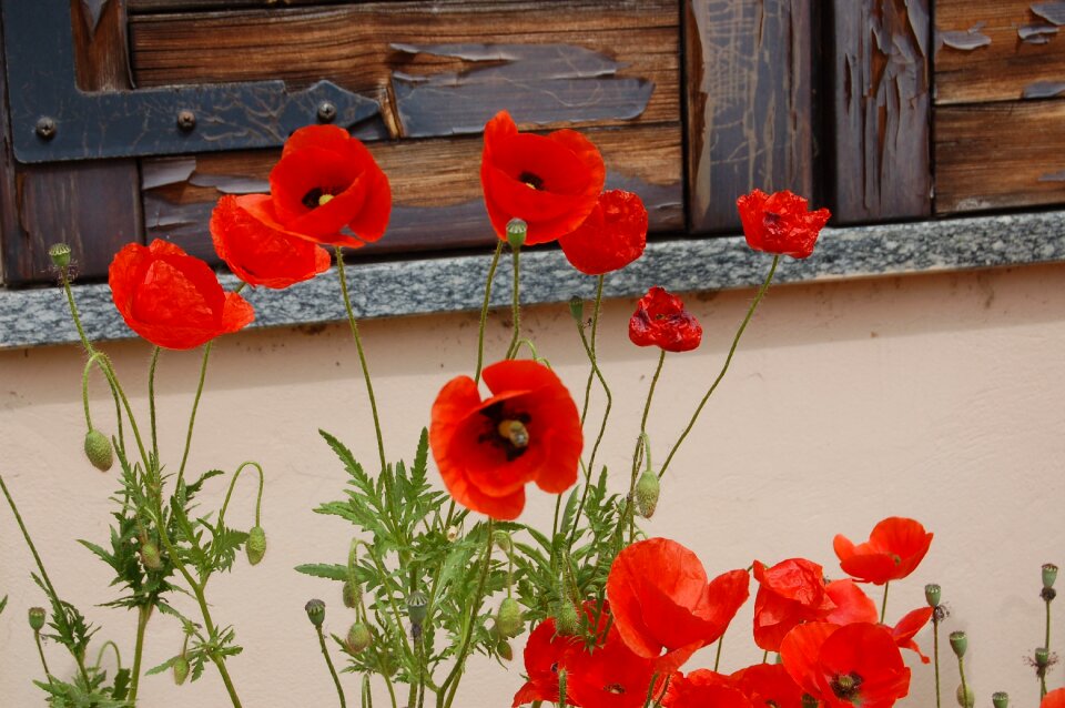 Poppies nature poppy red