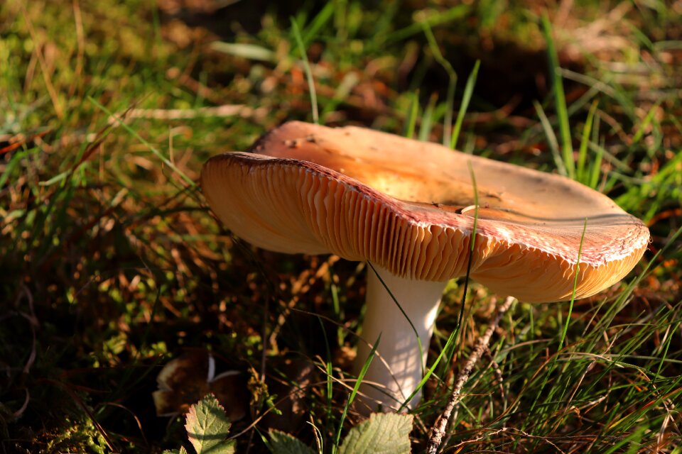 Nature forest mushroom disc fungus photo