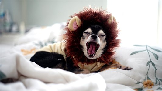 Chihuahua Dog Animal