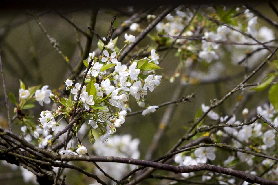 Tree petals branches
