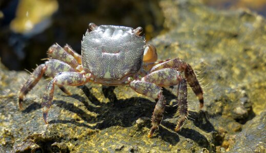 Meeresbewohner crustacean crab