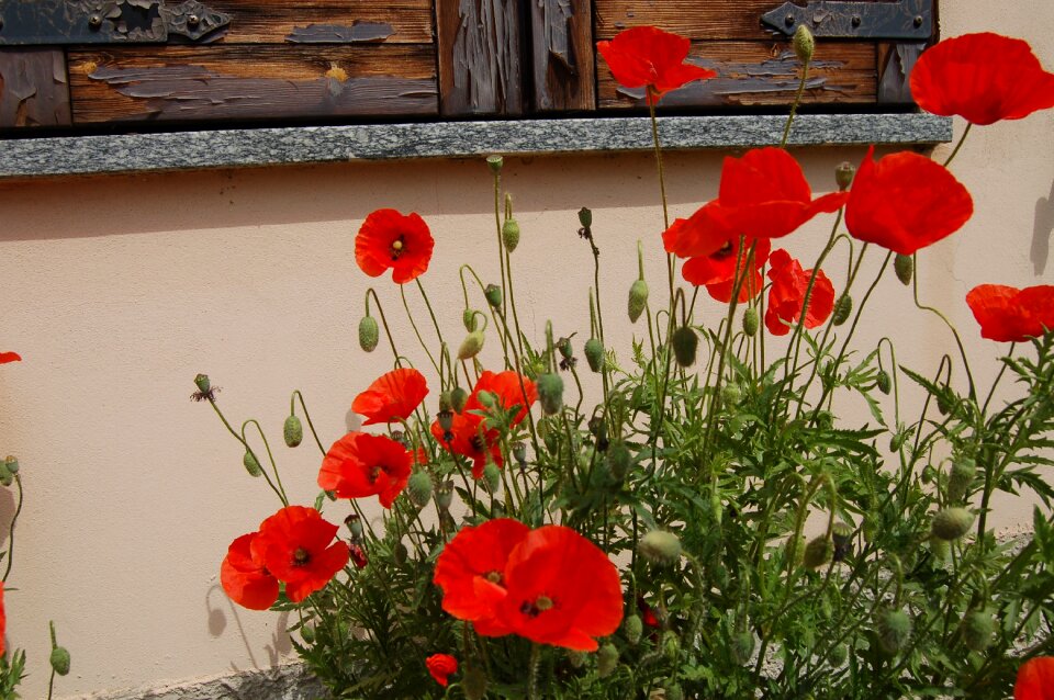 Poppies nature poppy red