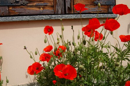 Poppies nature poppy red