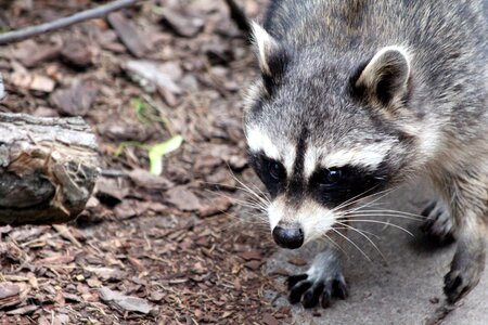 Funny mammal view