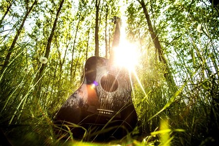 Acoustic Guitar Forest photo