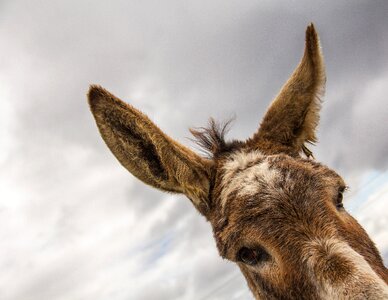 Nature head mammal