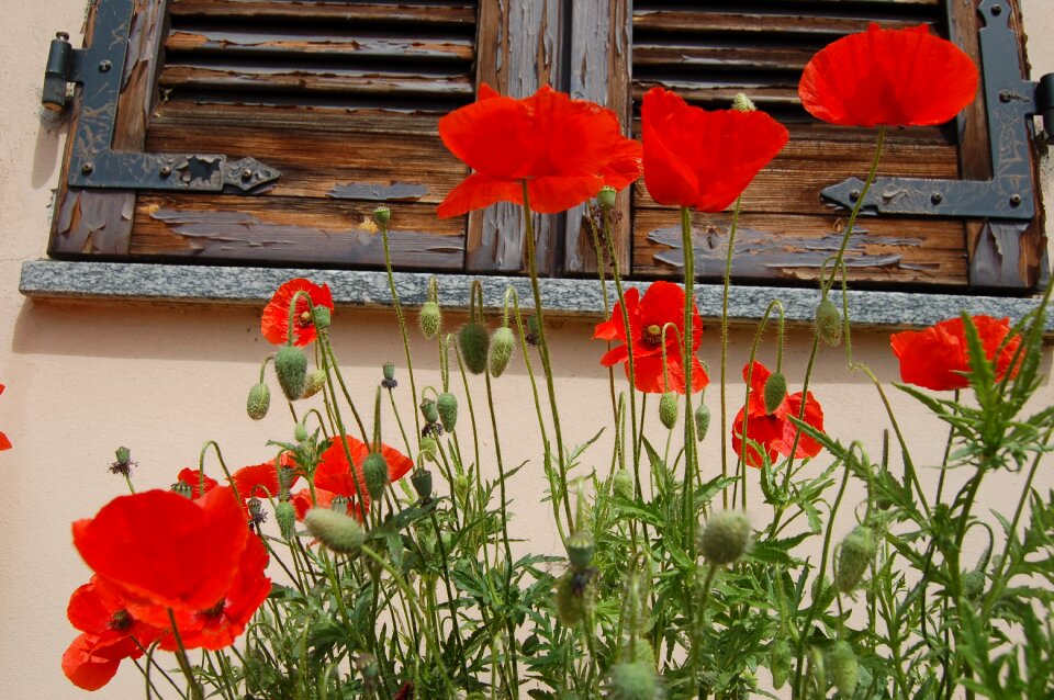 Poppies nature poppy red